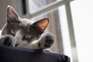 gatito en el sofá