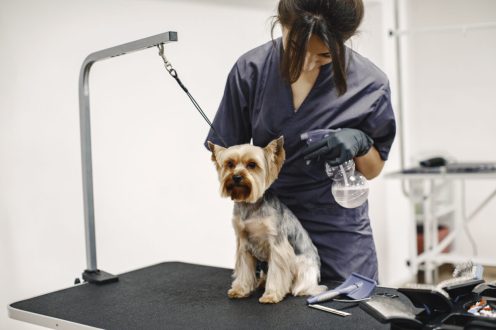 Yorkshire terrier getting procedure at the groomer